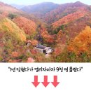 ‘가을 절정’ 맞은 인기여행지, 인파 몰리자 지자체가 움직였다 이미지