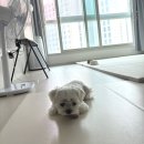 [파미야] 강아지쿨매트 덕분에 거실 바닥 탈출! 15시간 쾌적한 애견쿨매트 솔직 후기