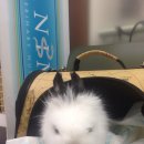 독립문동물병원 이미지