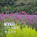 아라온리조트 | 가을 인천 꽃구경 드림파크 야생화단지 계양 아라온 10월 국화 축제