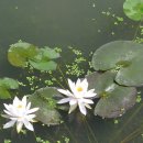 수연화