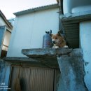 용호농장 이미지