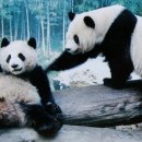 판다 이미지