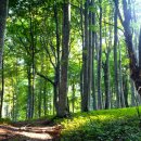 올림픽수영장 이미지