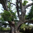 희망의 메신저 이미지