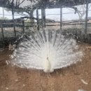 방림원 | 제주 방림원 솔직후기｜입장료 아까운 이유? 실제 다녀온 비추천