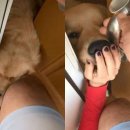 데려가시개 이미지