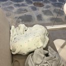 까페움 | [천안] 신불당 반려견과 함께하는 디저트 타임~&#39;카페한움&#39; 애견동반 후기