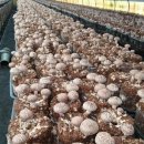 한전농장 이미지