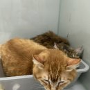 수선동물병원 이미지