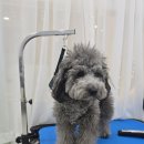 마이미미 반려견미용실 이미지