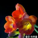 여유로움 Daum카페