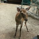 도농목장 이미지