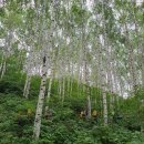 23.07,14(토) 자작나무숲+산소길 정기산행 이미지