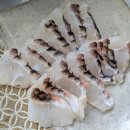 구라피쉬 이미지