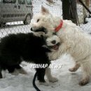Kindergarten for dog 연합뉴스