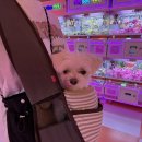 뽑기 집나간인형 이미지