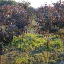 한일농장 이미지