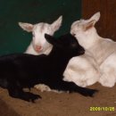 아기염소 이미지