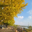 곡교천길 이미지