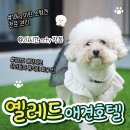 나랑애견유치원
