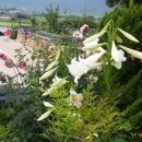 행복민박 이미지