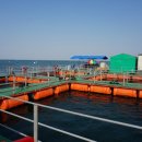 장고항바다 좌대낚시터 이미지