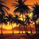 야자수하우스 이미지