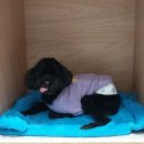 출근길 강아지 유치원 이미지