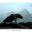 소나무향기 이미지