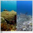 힐링섬 코스 | 이시가키섬 여행 스노쿨링 투어 운도야 이시가키지마 하토마섬 이리오모테 코스 후기