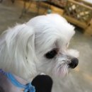 차르도르 애견카페 이미지