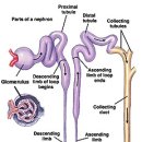 Kidney 신장 이미지