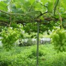 포도원 민박 이미지