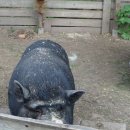 삼손농장 이미지