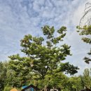 여인호치과의원 | 아이와 가는 난지캠핑장 가족 캠핑 후기 (예약 꿀팁·명당자리 추천)