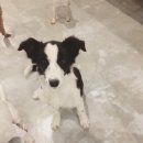 달중이네 펫호텔 이미지