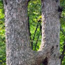 잣나무 연리지: 자연의 신비, 두 나무의 아름다운 만남 이미지