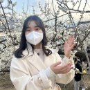 매화공업사 | 광양으로 꽃놀이(22.03.11.-22.03.12./히바치텐, 뱀부스, 광양 매화마을, 순천 화돌농장)
