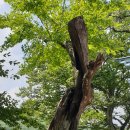 마암초등학교 이미지