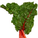 악성(樂聖) 베토벤(Ludwig van Beethoven 1770~1827)의 성베토벤’의 뜻은 ‘근대(Beet) 밭(hoven)’ 이미지