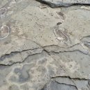 제주 사람발자국과 동물발자국 화석산지 이미지