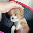 워시존 시흥장현점 | [일상이야기] 셀프세차하기 ‘워시존 시흥장현점’, 스타벅스 신메뉴 맛보기, 산책하기