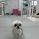 꼬순이네 반려견 미용실 네이버블로그