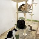 고양이 놀이터 이미지