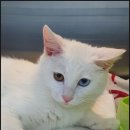 24시 송도 온 동물의료센터 이미지