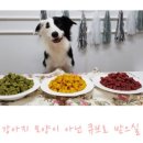 스타견 이미지