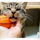 컴투펫 위탁보호센터 인천점 이미지