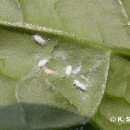 선녀농장 이미지