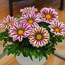 가자니아 이미지